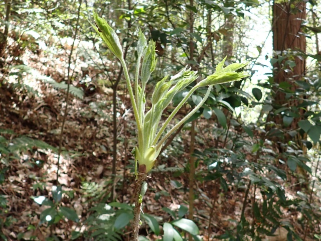 こんな感じのが食べごろです
