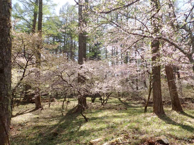 マメザクラは散り際でした