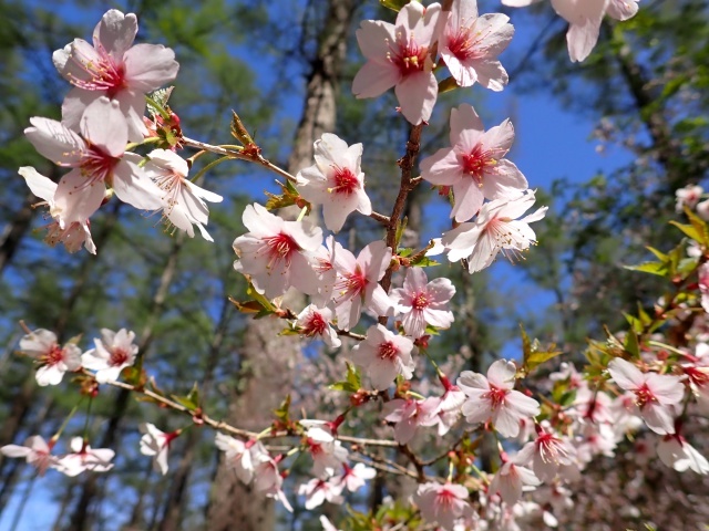 青空に映えます