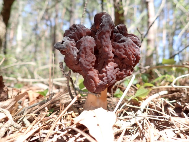 これがシャグマアミガサタケです