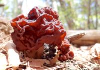 シャグマアミガサタケ