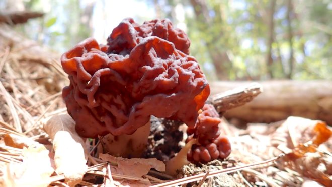 シャグマアミガサタケ