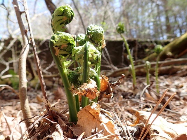 コゴミは終盤でした