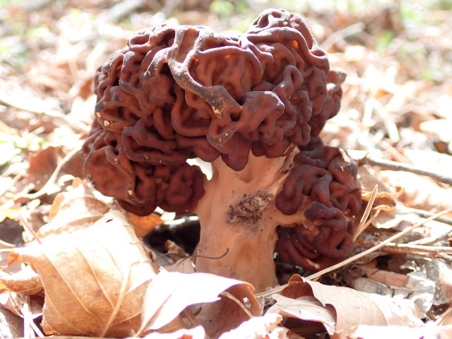 ちょっと不気味な姿をしています