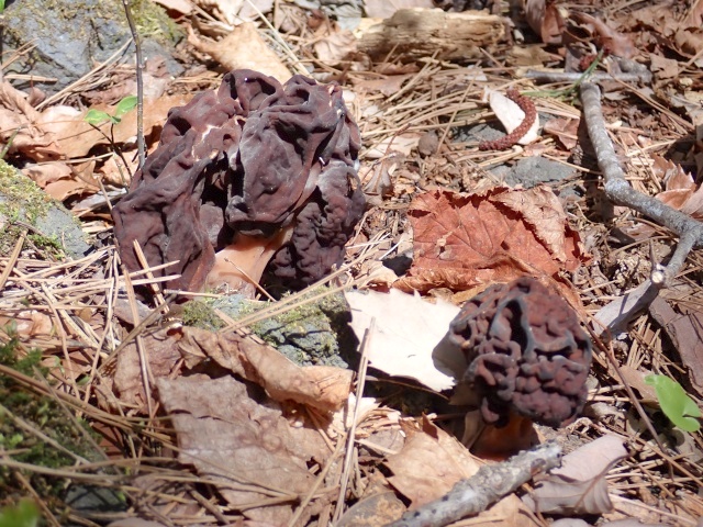ほとんどのものが干からび気味でした