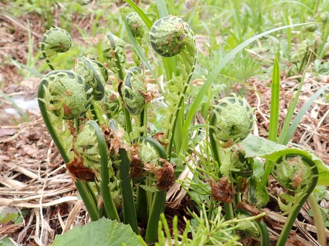 コゴミもたくさん出てました