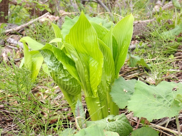 ウルイ発見！　こんなに大きいのは初めて