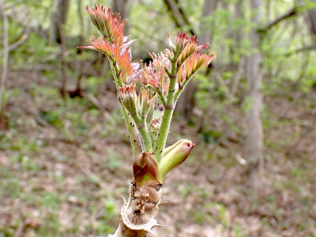 タラの芽は小さいものばかりでした