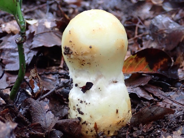 シロテングタケ