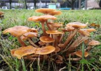 飯能中央公園のナラタケモドキ