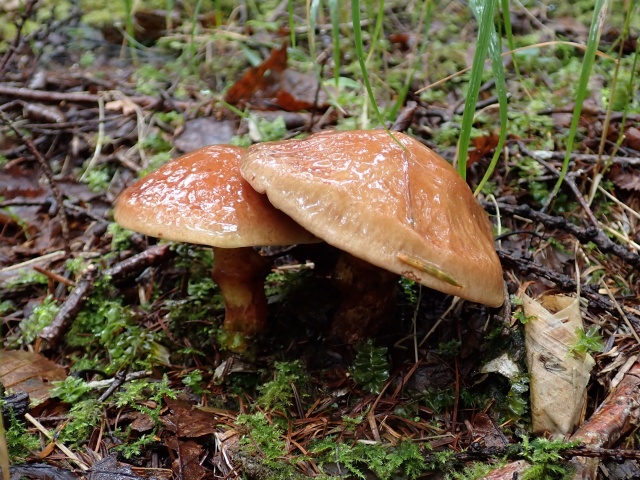 本命のハナイグチ。ヌメヌメ