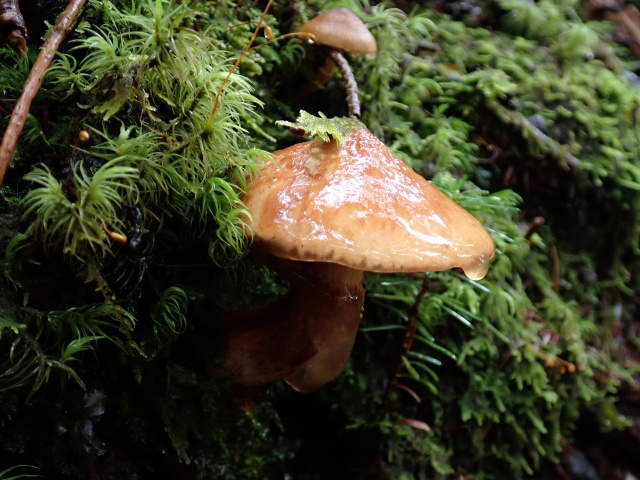 キノボリイグチ。超ヌメヌメ