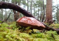 大型のウラグロニガイグチ