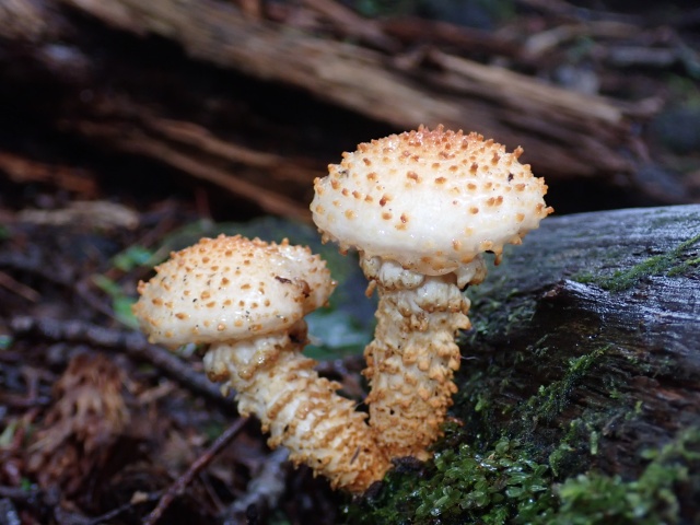 スギタケモドキ。ヌメヌメなし