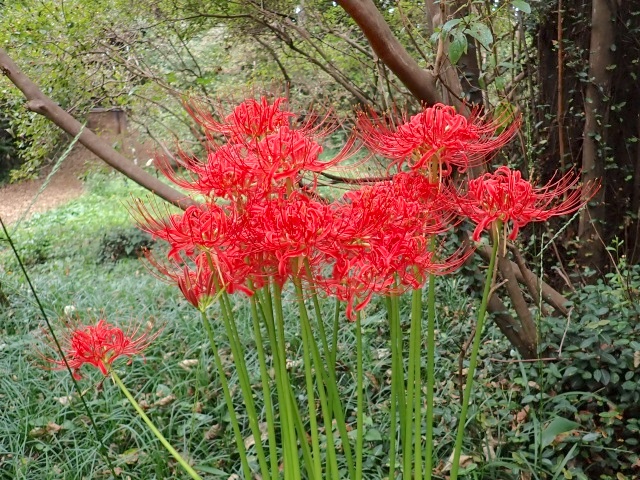 ヒガンバナがちょうど見ごろだった