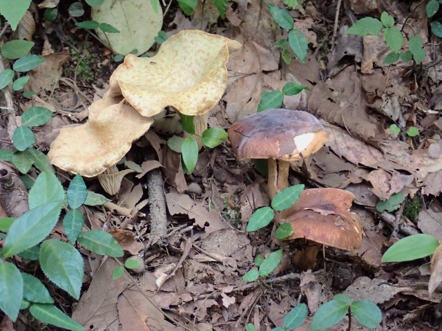 わからんきのこ