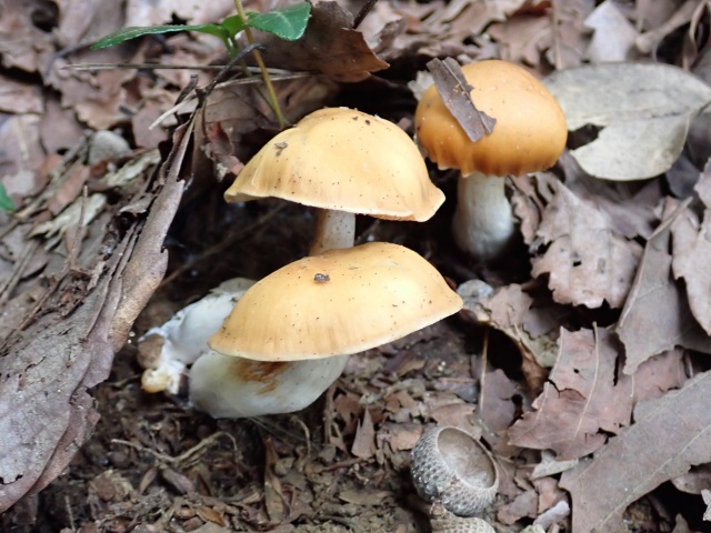 クリフウセンタケ