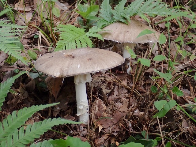 コテングタケモドキ