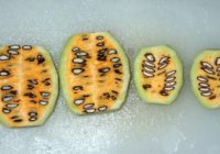 キカラスウリを食べてみた