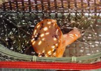 きのこもキウイもスカ！