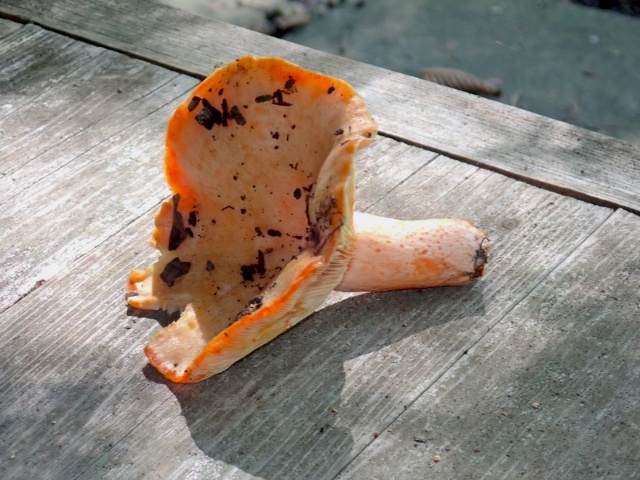 アカモミタケが１本だけ