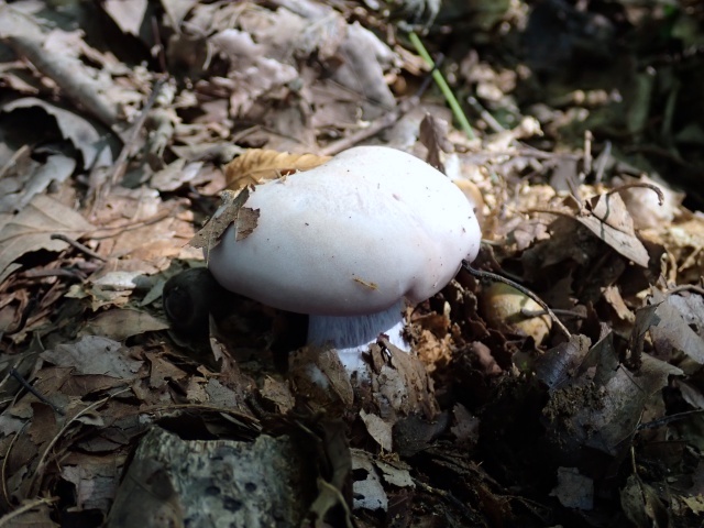 最後に見つけたムラサキシメジ