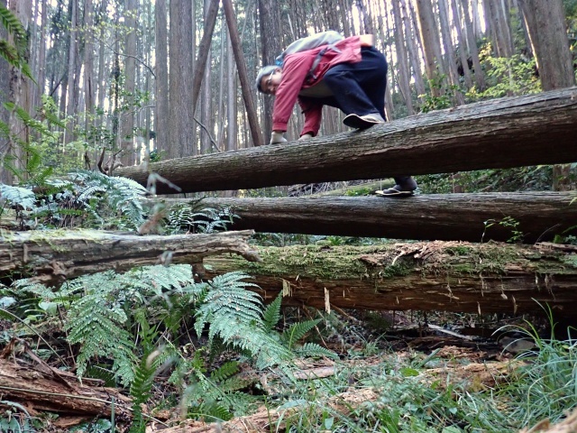 倒木を乗り越えて進みました