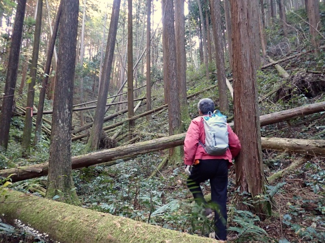 薮っぽい谷です