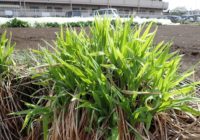 近所にきた春 ノカンゾウ