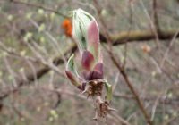 ハリギリの新芽