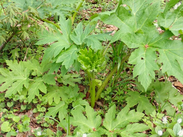 エゾニュウ。真ん中の新芽を摘んだ