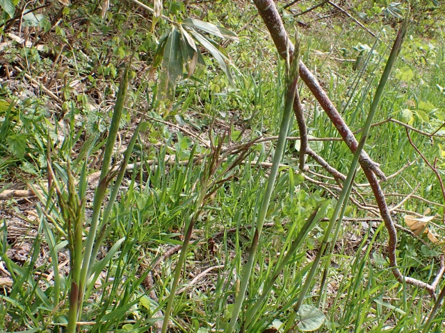 ササの花が咲いていた