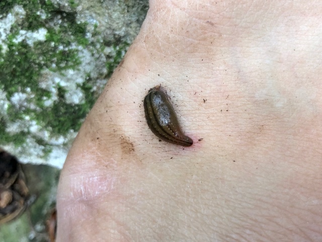 なんか足にくっついてた