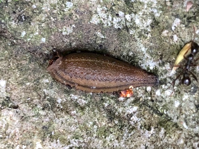 体長は約15ミリ。伸びると倍になる