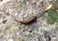 ヤマビルにやられた