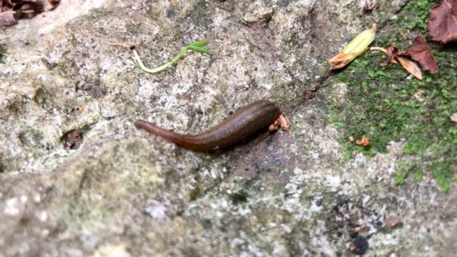 ヤマビルにやられた