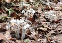 龍崖山 晴れのち雷雨