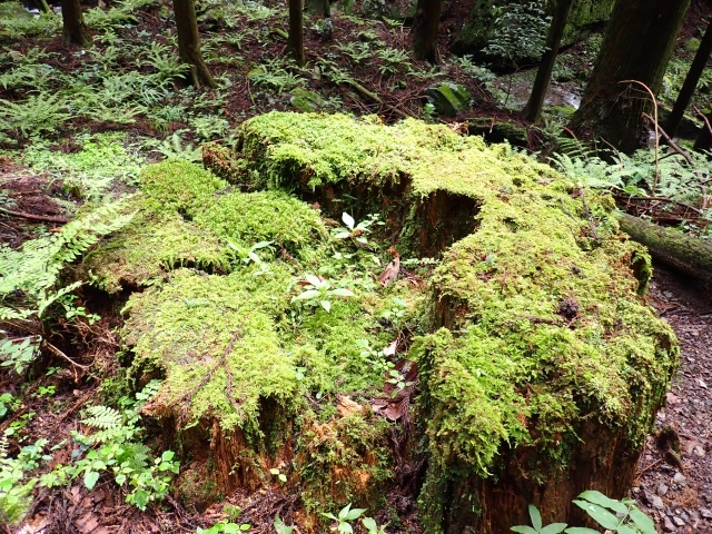 雨上がりは苔が美しい