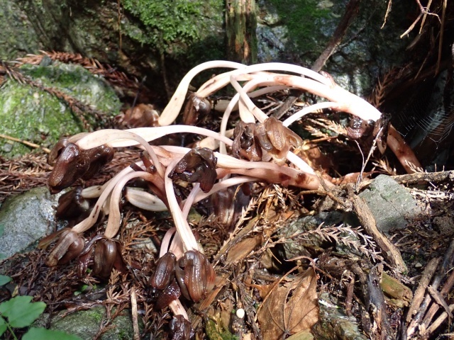 キバナショウキラン