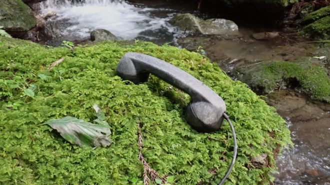 やっぱりキバナショウキランだった