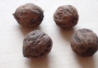 キノコ不毛の日々