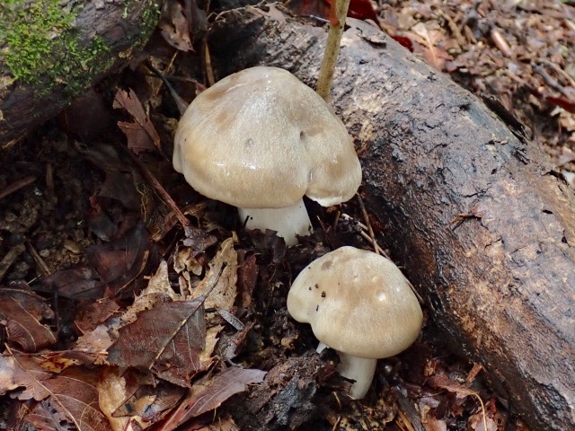 ウラベニホテイシメジの幼菌。柄は地中深くまで伸びている