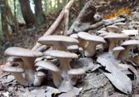 天覧山は不毛じゃなかった