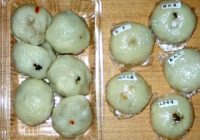 上田のおやきを開拓した