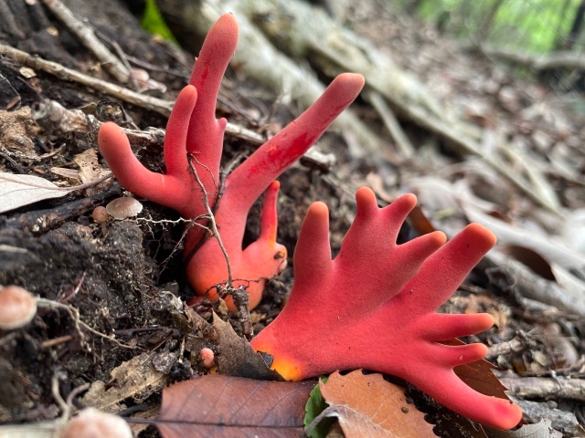 猛毒のカエンタケ