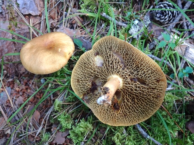 大量発生していたアミタケ