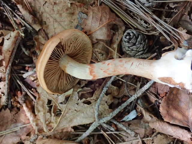 モンモンのツバが特徴のツバフウセンタケ