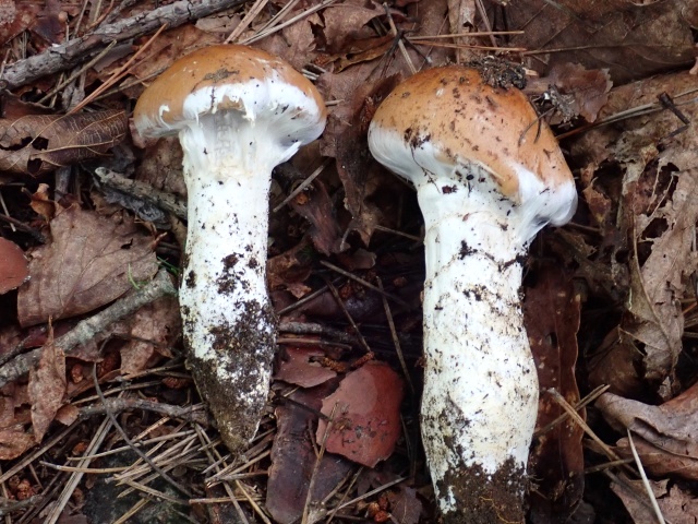 たぶん、オオツガタケ