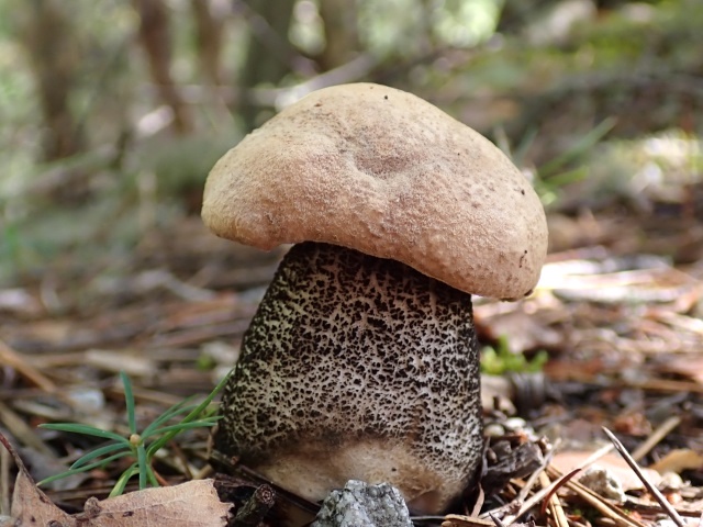とろんとした食感のキンチャヤマイグチ