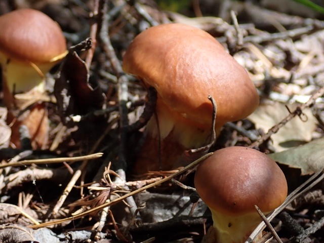 ハナイグチは少なかった